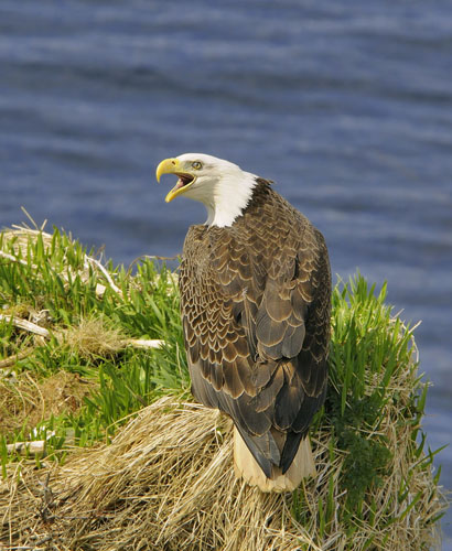 ����� � ������